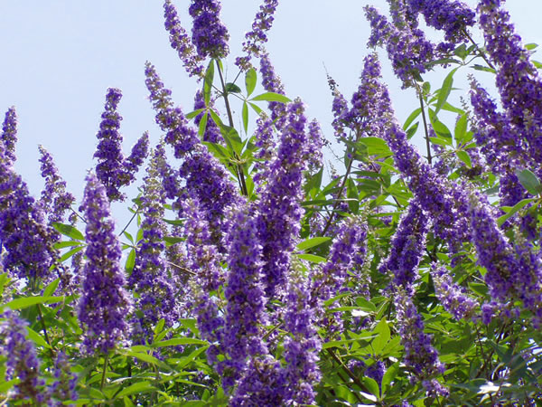 vitex-chaste-tree-berry vitex-chaste-tree-berry